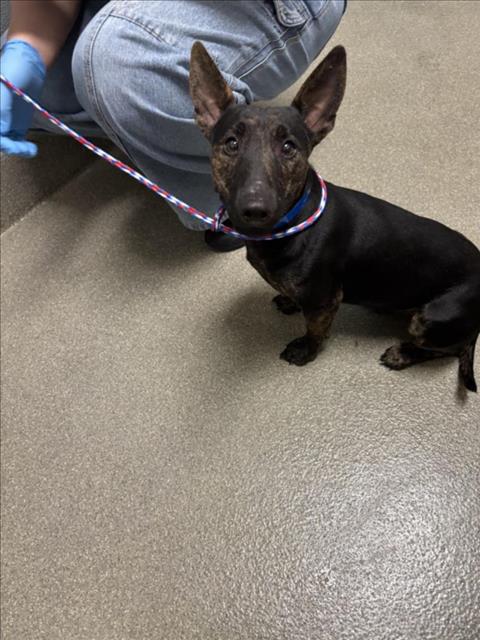 *BUKO PANDAN, an adoptable Bull Terrier in Las Vegas, NV