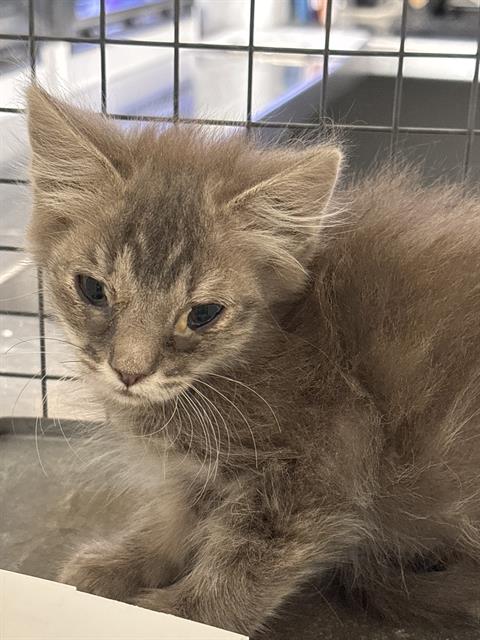 *MAGNOLIA, an adoptable Domestic Medium Hair in Las Vegas, NV