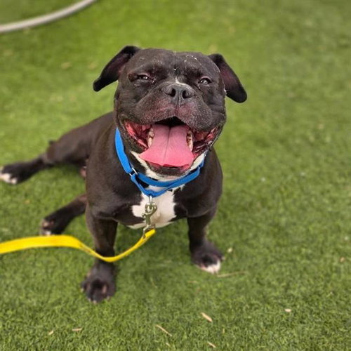 *WALLACE, an adoptable American Bulldog in Las Vegas, NV
