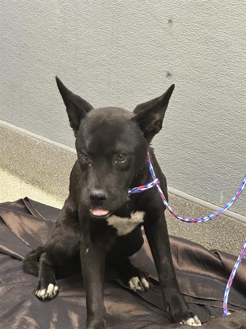*LESLIE, an adoptable Labrador Retriever in Las Vegas, NV