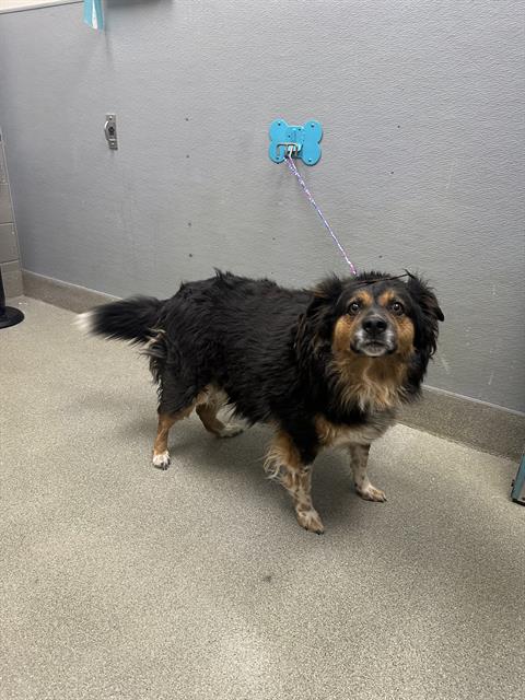 *ALEXIUS, an adoptable German Shepherd Dog in Las Vegas, NV