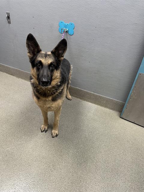 ZORO, an adoptable German Shepherd Dog in Las Vegas, NV