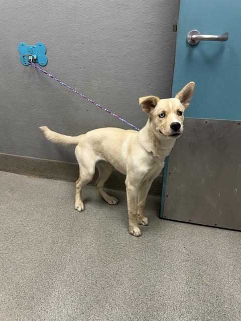 *BELLAMI, an adoptable Labrador Retriever in Las Vegas, NV