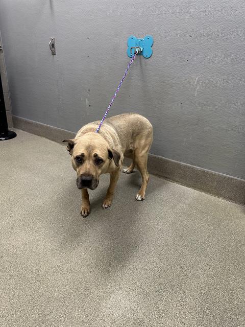 *LUCY DEVITO, an adoptable Pit Bull Terrier in Las Vegas, NV