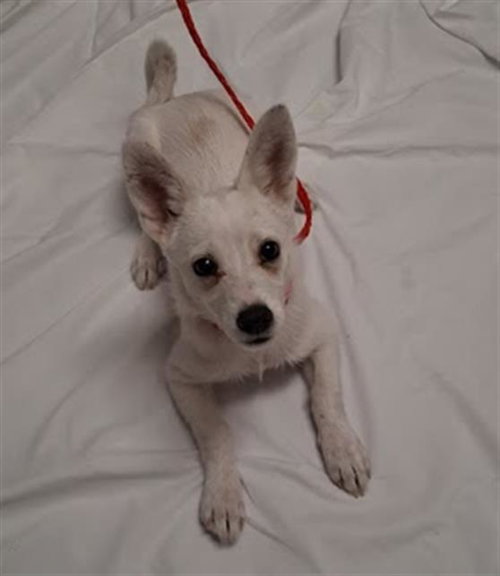 *POPPY, an adoptable Chihuahua in Las Vegas, NV