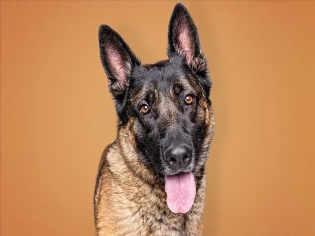 Nacho - German Shepherd Dog