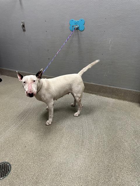 *PINA COLADA, an adoptable Bull Terrier in Las Vegas, NV