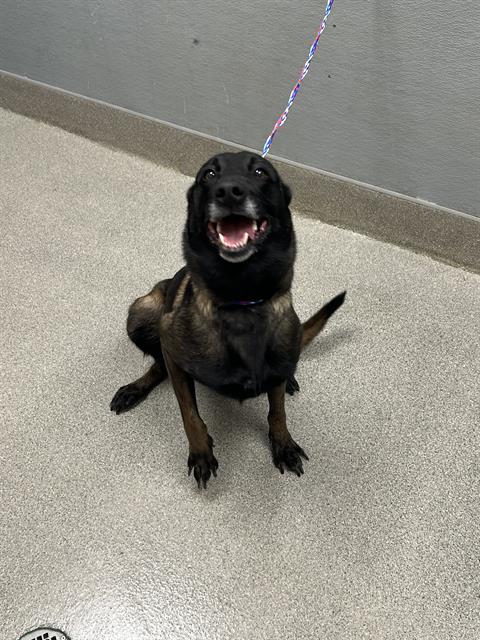 *GORGEOUS, an adoptable Belgian Shepherd Malinois in Las Vegas, NV