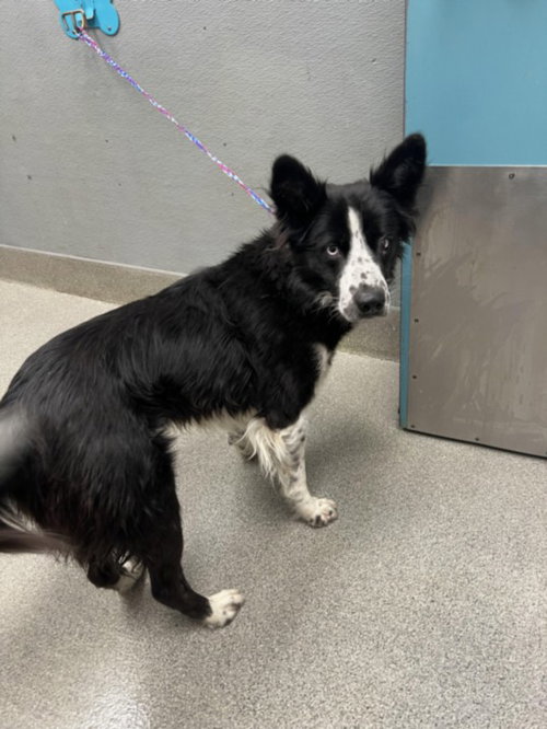 *BOOSTER GOLD, an adoptable Border Collie in Las Vegas, NV
