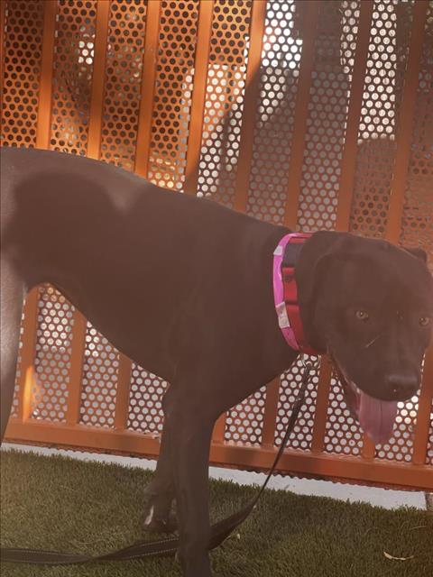 NADIA, an adoptable Mastiff in Las Vegas, NV