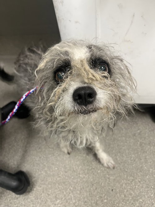 *EL POLLO LOCO, an adoptable Terrier in Las Vegas, NV