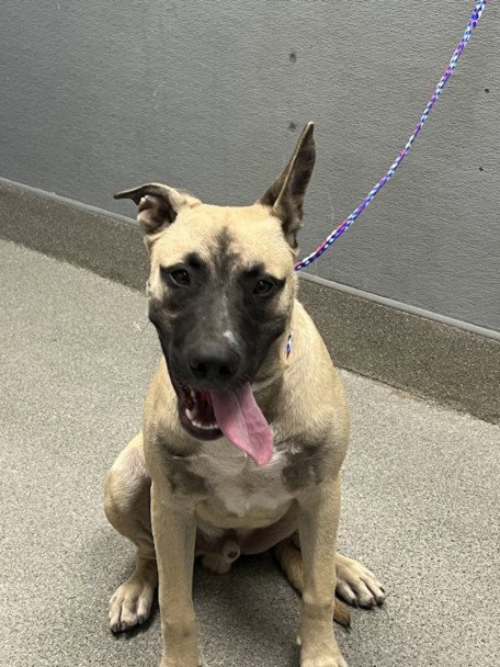 *SAGE, an adoptable Mastiff in Las Vegas, NV