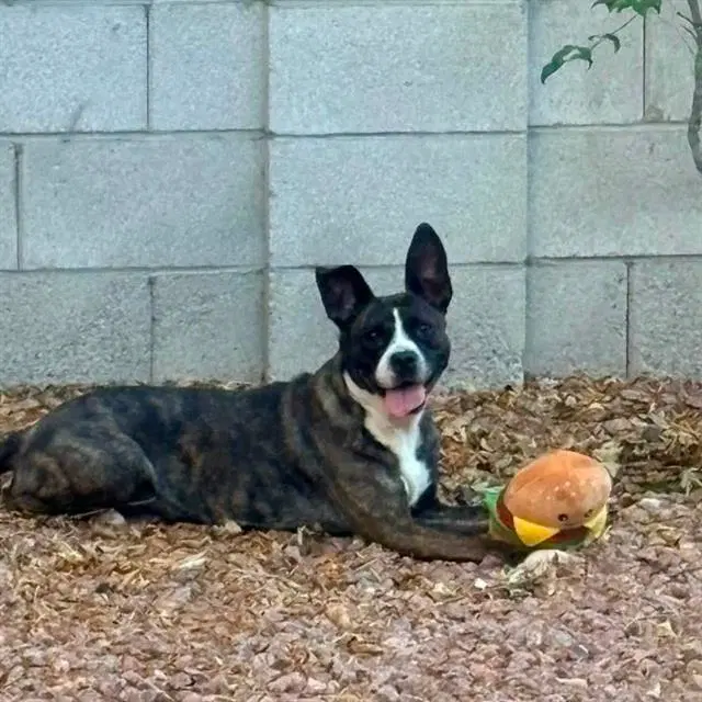 Daisy - Pit Bull Terrier