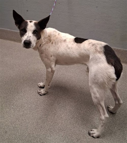 *PATCHES, an adoptable Border Collie in Las Vegas, NV