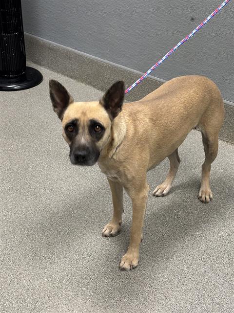 *NALA, an adoptable Belgian Shepherd Malinois in Las Vegas, NV
