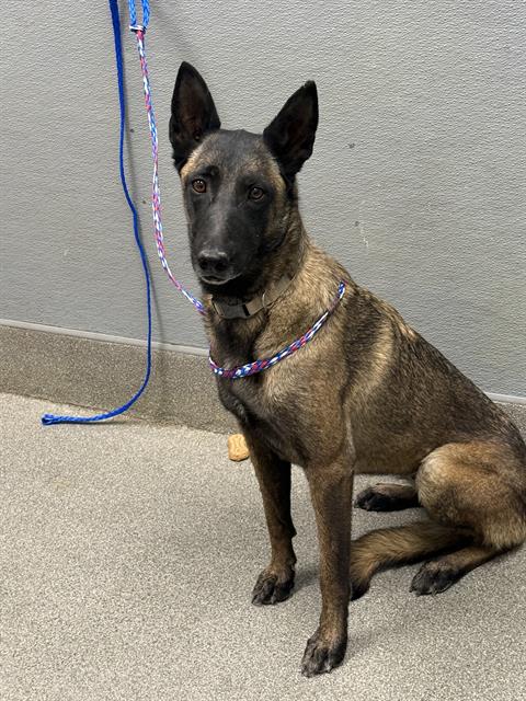 LISIE, an adoptable Belgian Shepherd Malinois in Las Vegas, NV