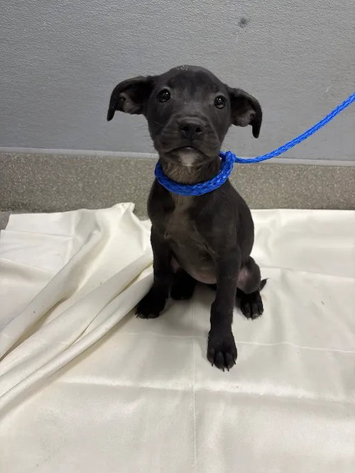 *Demi Lavato