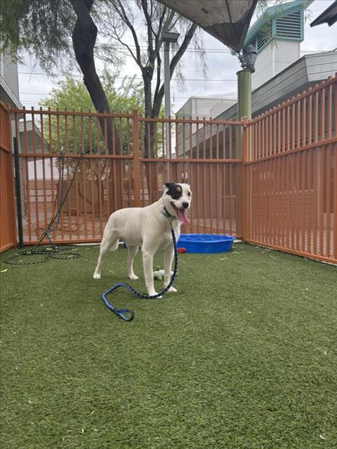 MILO, an adoptable Australian Cattle Dog in Las Vegas, NV