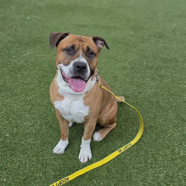 Zeus - Pit Bull Terrier