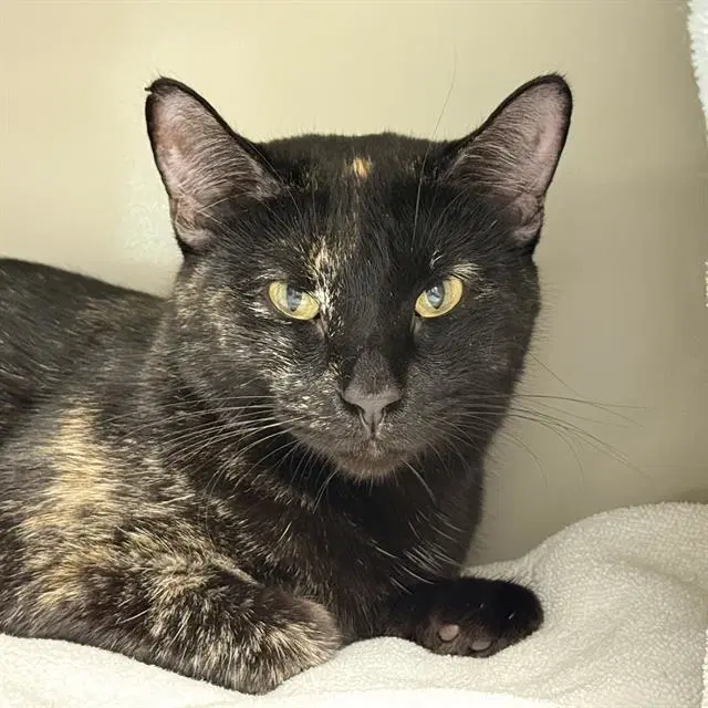 Maria - Domestic Short Hair