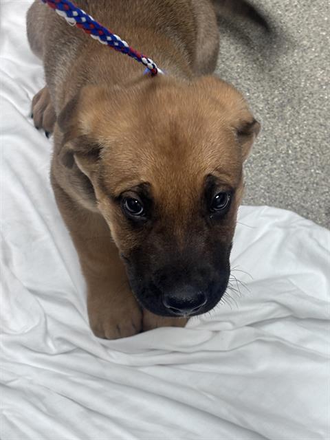 *ARIZONA, an adoptable German Shepherd Dog in Las Vegas, NV