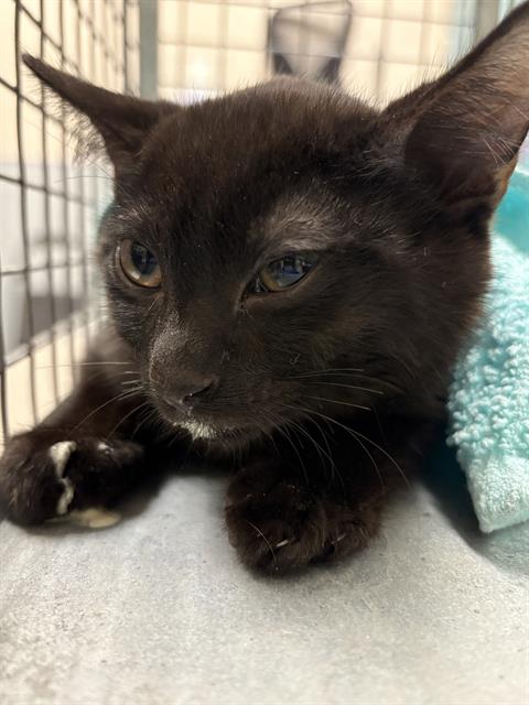*Sushi