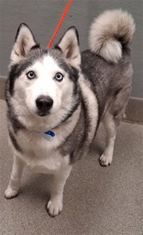Nova