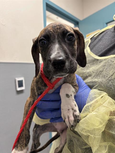 *MUFFIN, an adoptable Mastiff in Las Vegas, NV