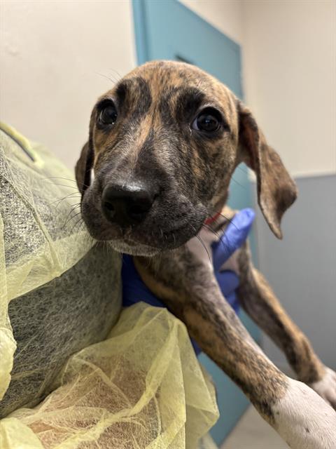 *FUDGE, an adoptable Mastiff in Las Vegas, NV