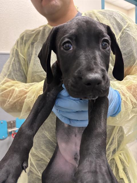 *COOKIE, an adoptable Mastiff in Las Vegas, NV