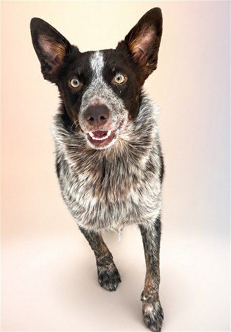 *TRUFFLE BUTTER, an adoptable Australian Cattle Dog in Las Vegas, NV