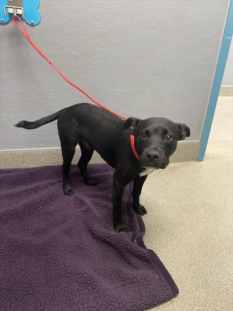 *NOLASCO, an adoptable Australian Cattle Dog in Las Vegas, NV