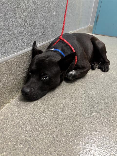 *CAREBEAR, an adoptable Australian Cattle Dog in Las Vegas, NV