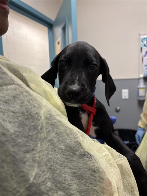 *BODHI, an adoptable Mastiff in Las Vegas, NV
