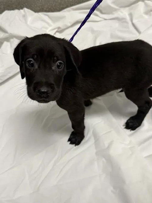 *SNICKERS, an adoptable Great Dane in Las Vegas, NV