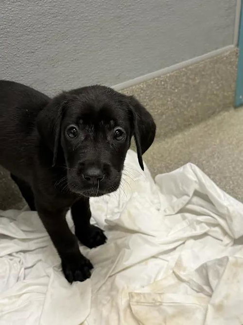 *TWIX, an adoptable Great Dane in Las Vegas, NV