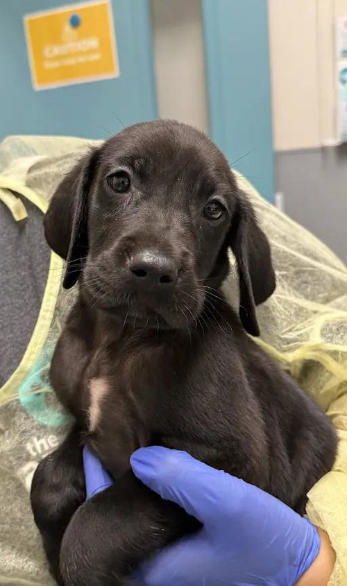 *M&M, an adoptable Great Dane in Las Vegas, NV