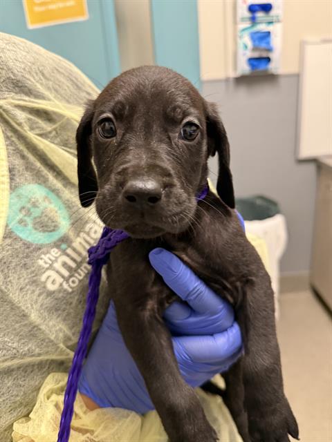*FEASTABLES, an adoptable Great Dane in Las Vegas, NV