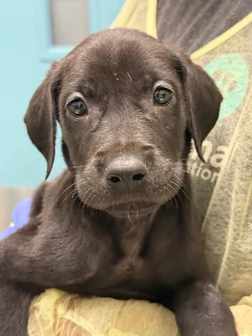 *BUTTERFINGER, an adoptable Great Dane in Las Vegas, NV