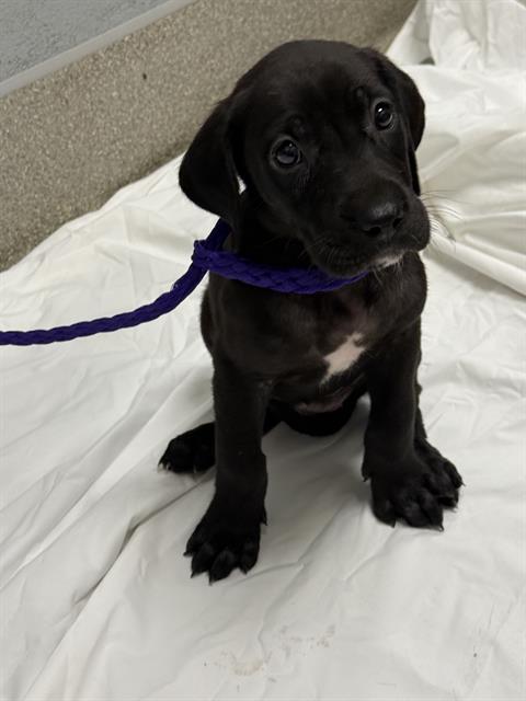 *GHIRADELLI, an adoptable Great Dane in Las Vegas, NV