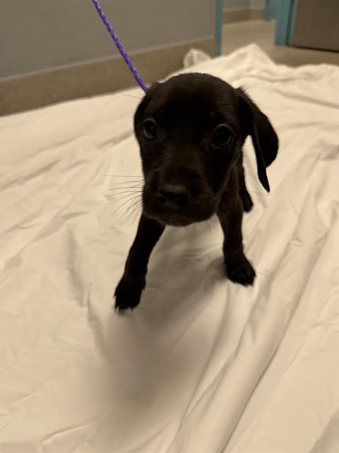 *KIT KAT, an adoptable Great Dane in Las Vegas, NV