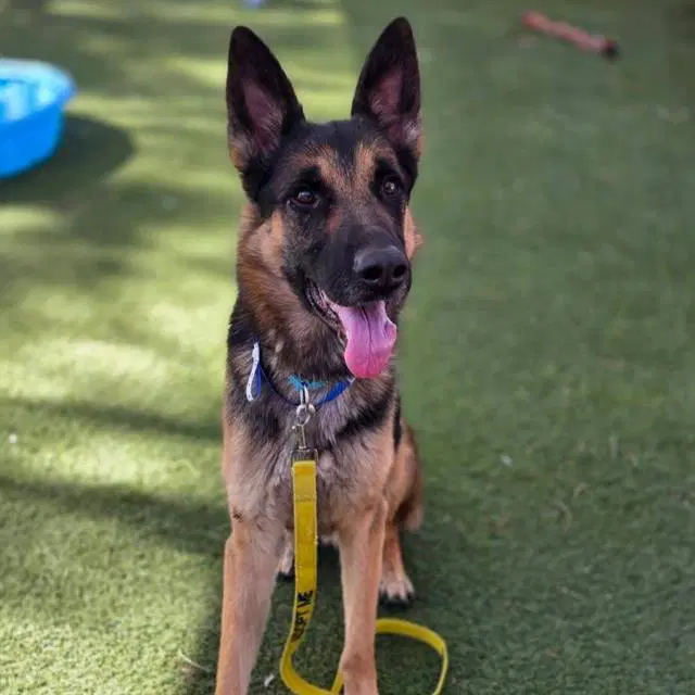 Prince - German Shepherd Dog