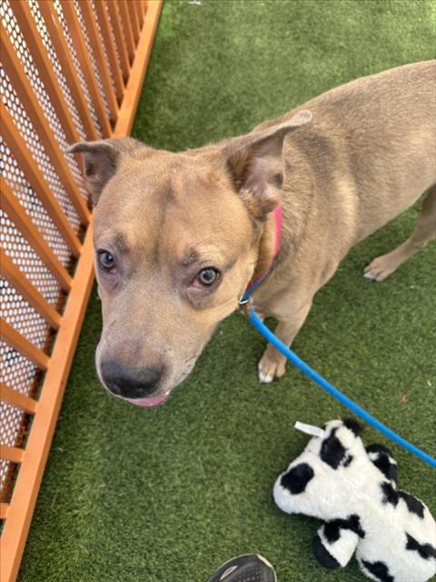 picture of the dog needing adoption