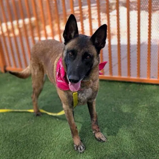 Bella - Belgian Shepherd Malinois