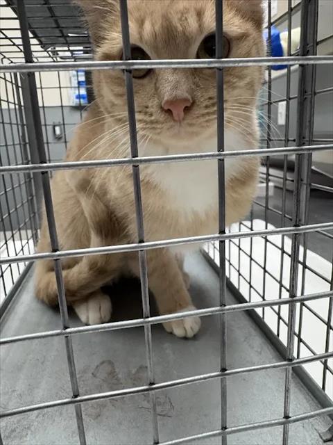 Leo