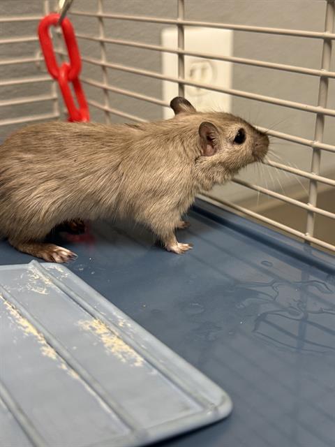 Alfalfa