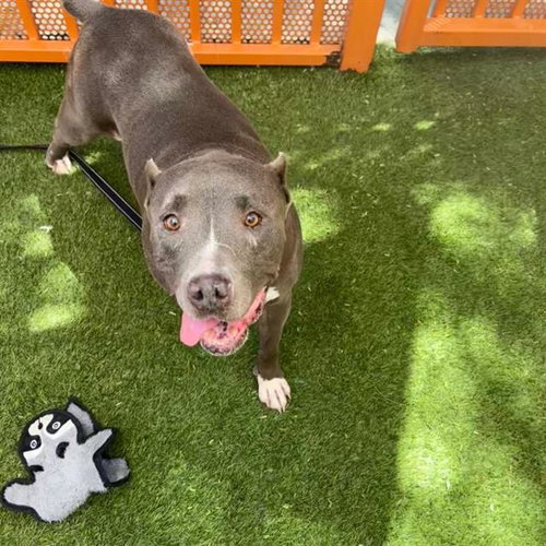 picture of the dog needing adoption