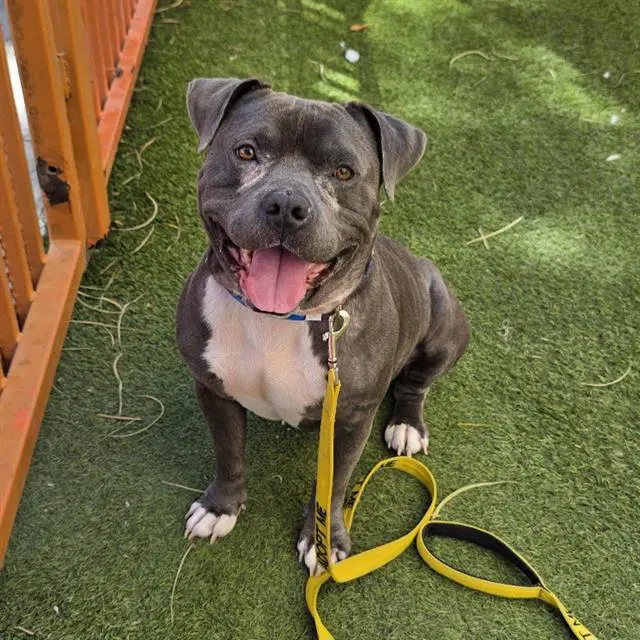 Kapone - Pit Bull Terrier