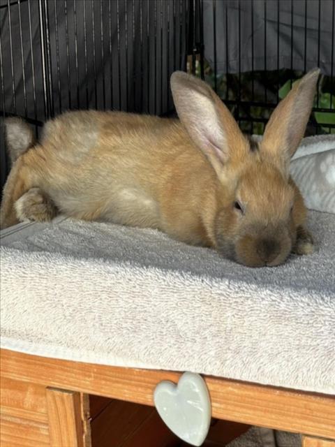 *Peter Rabbit