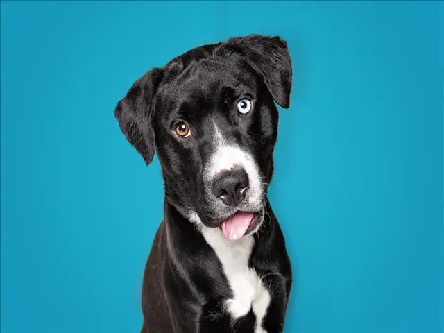 Vegas - Labrador Retriever